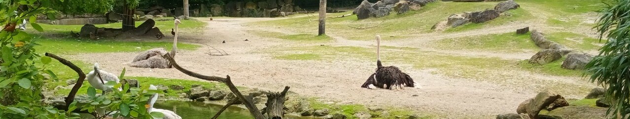 Ferienpass 2024 Zoo Strauß